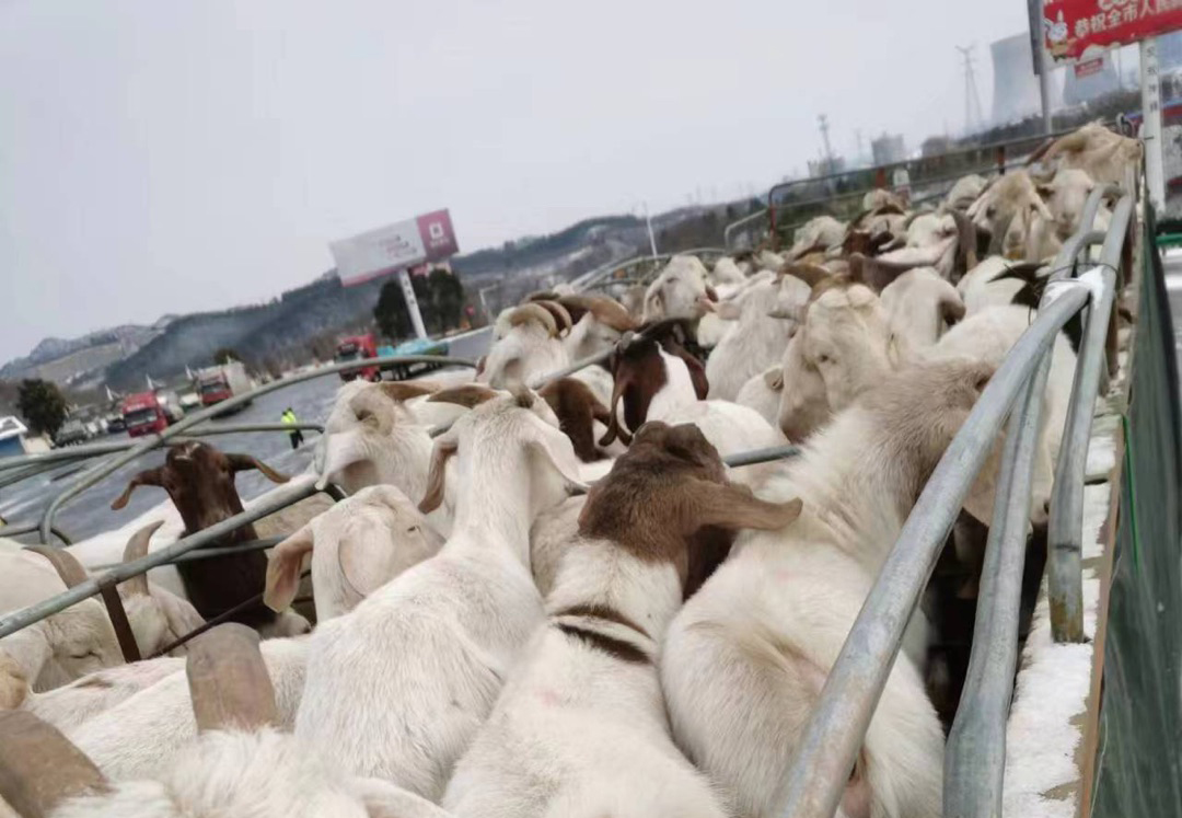 2. 羊照片.jpg